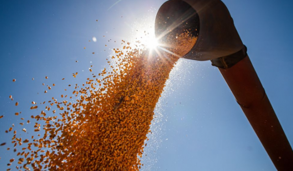 Mesmo com atraso na colheita por causa das chuvas, Goiás deve ampliar exportação de soja em março