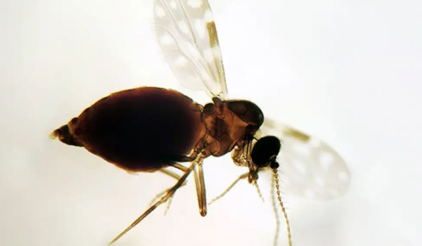 Surto de febre oropouche avança pelo Brasil e já causa mortes em 18 estados