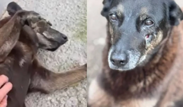 Suspeitos de ataque ao cão Orelha viajaram para os EUA e polícia reforça segurança no retorno