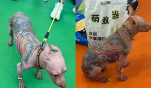 Chihuahua tatuado choca visitantes em feira de pets na China