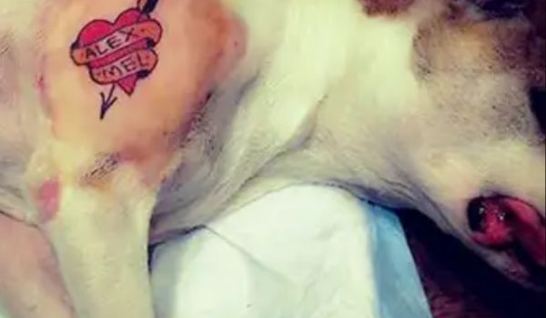 Tatuagem e piercing em pets agora são crimes com pena de reclusão no Brasil