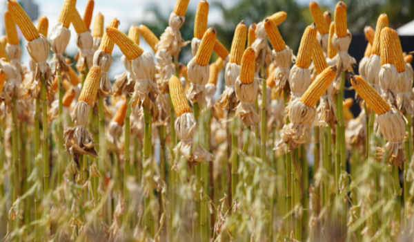 Tecnoshow 2026 aposta em inovação com novo pavilhão tecnológico em Rio Verde