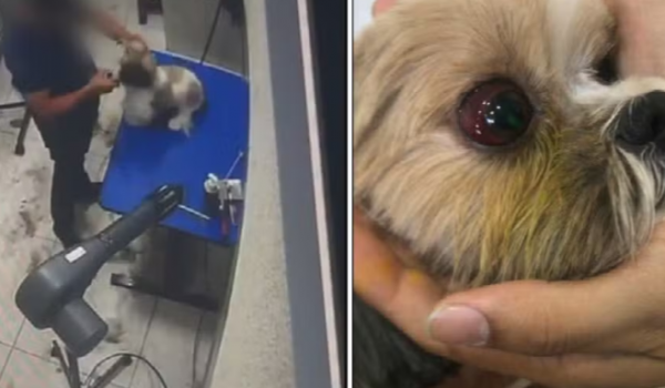 Tosador investigado por maus-tratos aparece agredindo outra cadela em novo vídeo em Aparecida de Goiânia