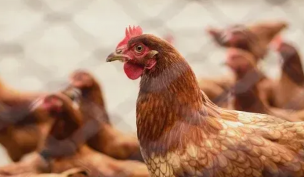 Trabalhador com sintomas gripais é monitorado após contato com aves com gripe aviária em RS