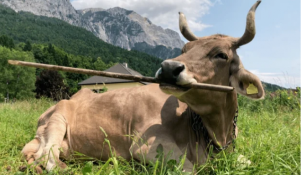 Vaca surpreende cientistas ao usar vassoura para se coçar na Áustria