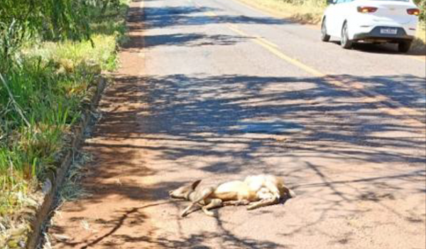 Veado morre após ser atropelado em rodovia na zona rural de Rio Verde