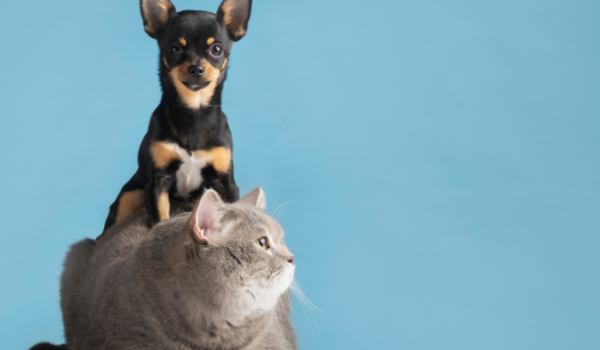 Verde Vida Animal: Rio Verde anuncia programa gratuito de castração para cães e gatos
