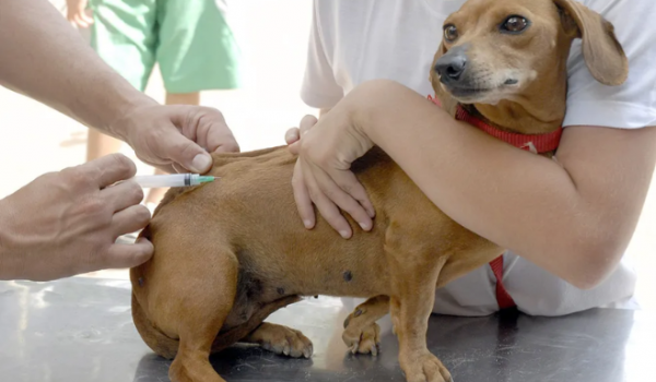 Vigilância e Zoonoses realizam vacinação antirrábica de cães e gatos na Zona Rural de Rio Verde