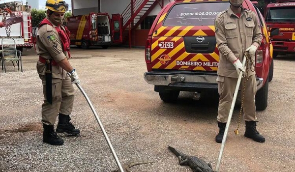 Bombeiros resgatam 59 jacarés de lagoa em cidade goiana