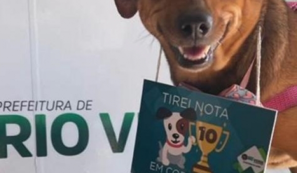 Tutores já podem vacinar seus cães e gatos contra a raiva em Rio Verde