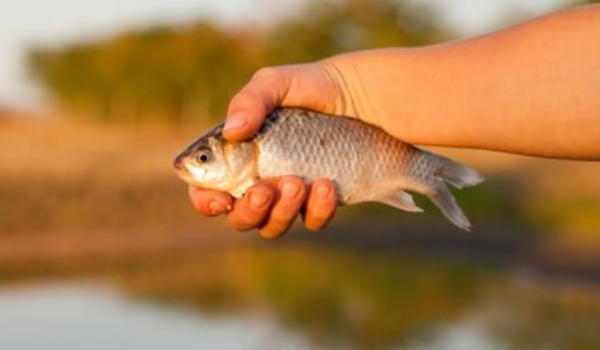Pesquisa detecta substância tóxica em peixes capturados em córrego de Goiás