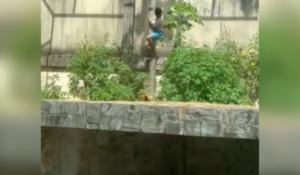 Morte de jovem ao invadir jaula de leoa revela histórico de transtornos e 16 ocorrências policiais