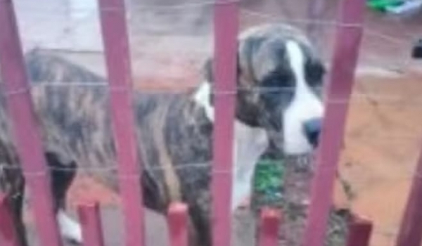 Idoso é preso por suspeita de zoofilia contra cadela