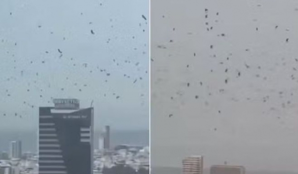 Imagens assustam e levantam uma dúvida: é só natureza mesmo?