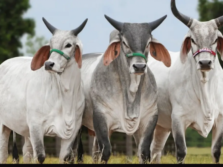 Carne brasileira vira alvo de nova disputa comercial com os EUA e pode sofrer tarifa extra de 12,5%