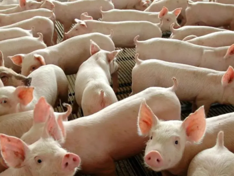 Carne suína deverá entrar no cardápio da merenda escolar em Goiás