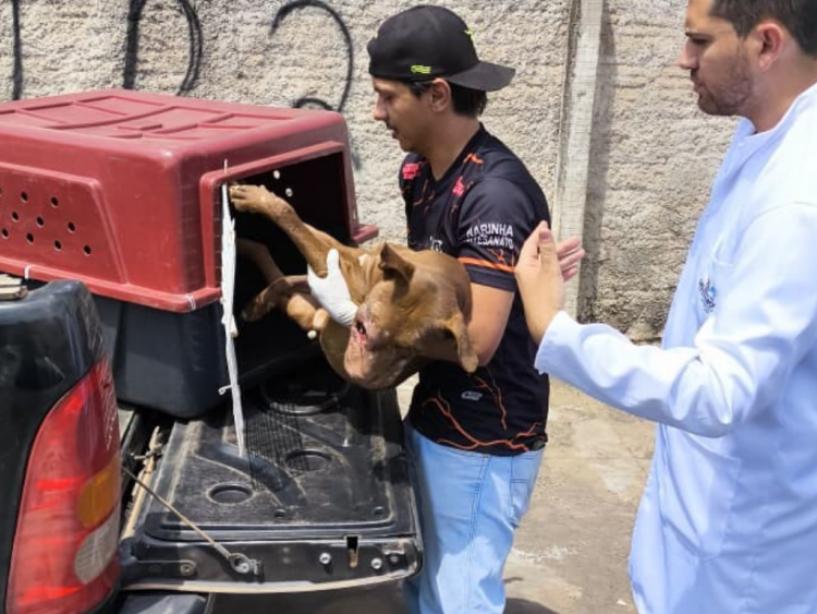 Polícia Civil prende homem por maus-tratos a animais em Caldas Novas