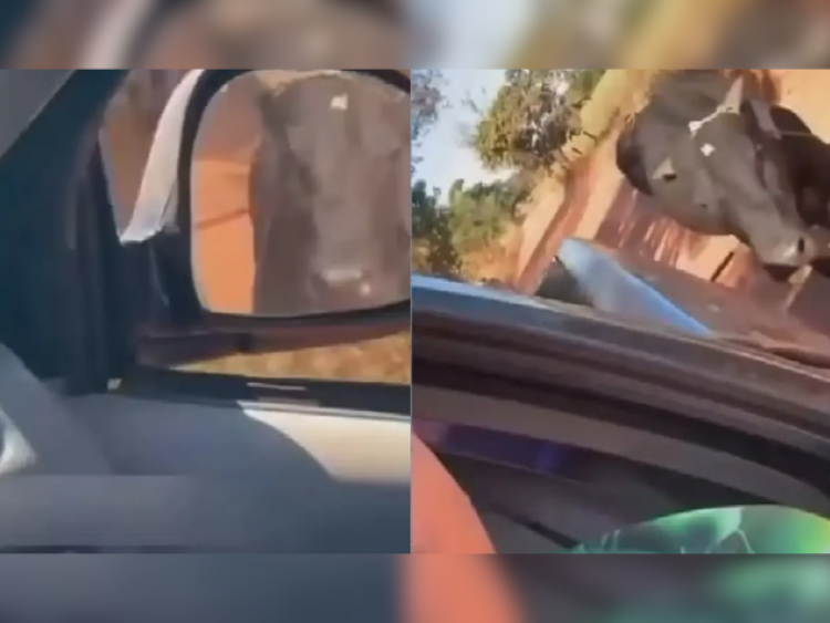 Homem é investigado por arrastar boi preso a caminhonete e gravar cena em tom de deboche em Goiás