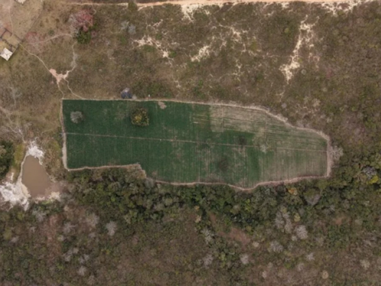 PF encontra plantação com 40 mil pés de maconha durante operação em fazenda de MG