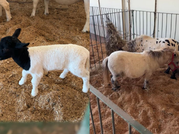 Rancho do Peãozinho leva animais e experiências do agro para crianças na Expo Rio Verde 2026