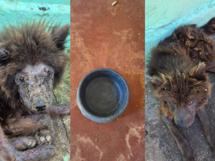 PC resgata cães em estado grave de abandono e prende tutora por maus-tratos em Goiânia