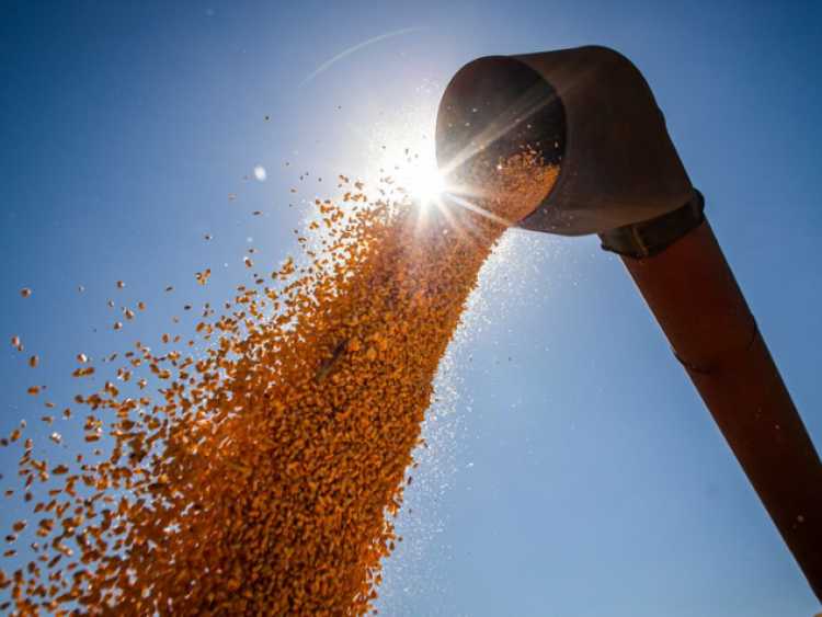 Mesmo com atraso na colheita por causa das chuvas, Goiás deve ampliar exportação de soja em março