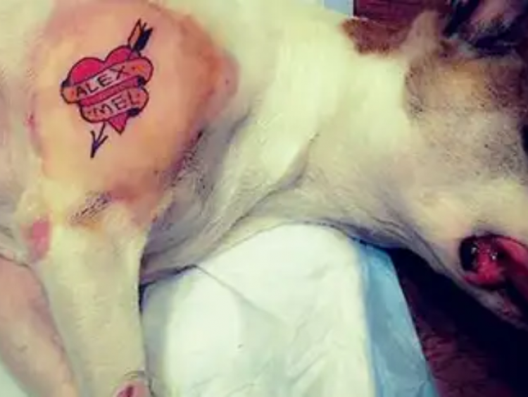 Tatuagem e piercing em pets agora são crimes com pena de reclusão no Brasil