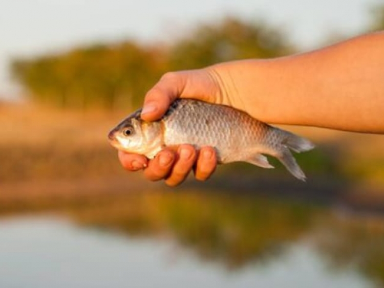 Pesquisa detecta substância tóxica em peixes capturados em córrego de Goiás