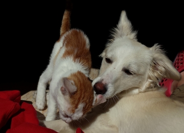 Coluna Cairo Santos: PENSÃO ALIMENTÍCIA PARA PETS