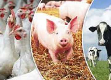 Goiás bate recordes e fica em terceiro lugar no ranking de abate de bovinos