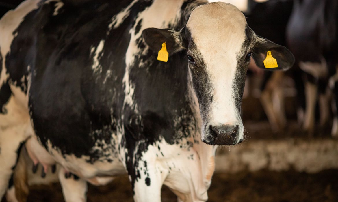 Vaca louca: com confirmação de caso atípico exportações poderão ser retomadas 