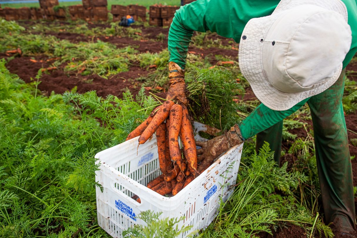 Agro gera 2,7 mil novos postos formais de trabalho em Goiás no 1º mês de 2022
