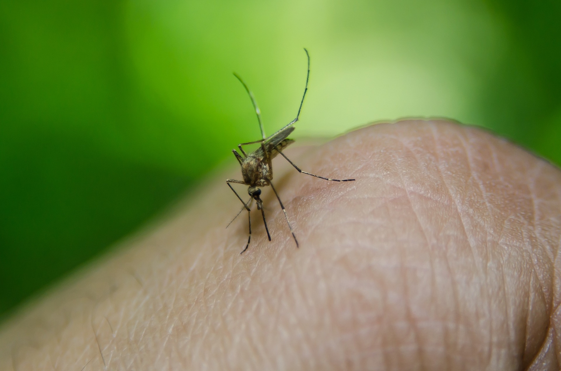 Goiás inicia campanha contra o Aedes aegypti