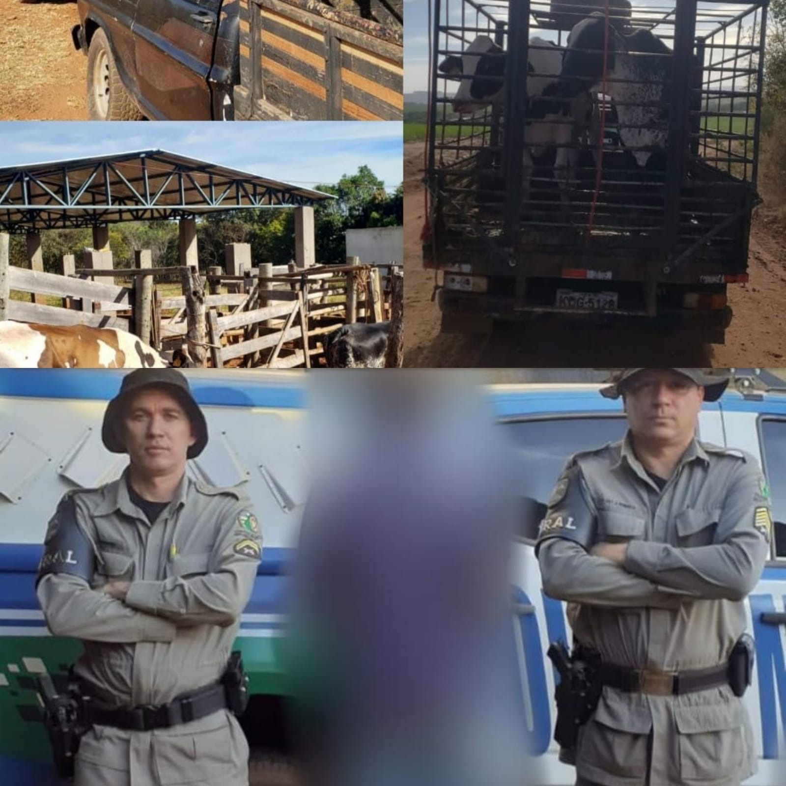 Batalhão Rural prende foragido da justiça e recupera gado roubado durante final de semana