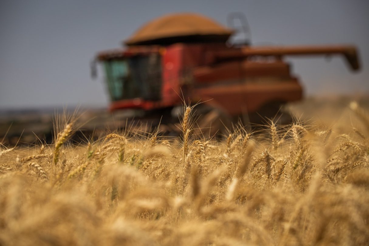 Conab aponta crescimento de 35,7% na produção goiana de trigo
