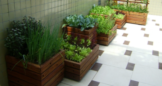 Cursos do Senar Goiás ensinam a cultivar no quintal, na fazenda ou no apartamento