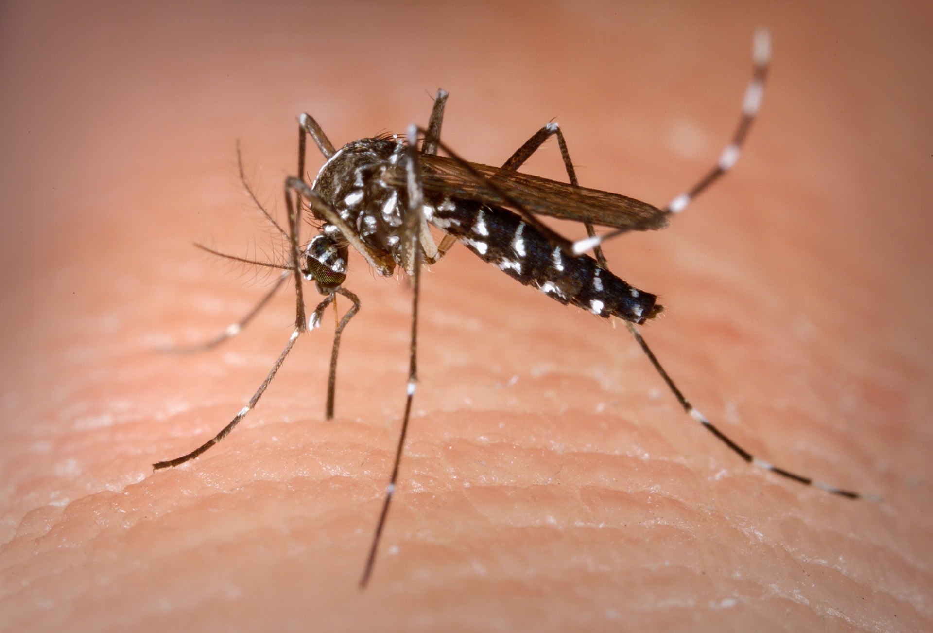 Dengue no Brasil empata número de casos de 2021 com Goiás liderando ranking de ocorrências da doença