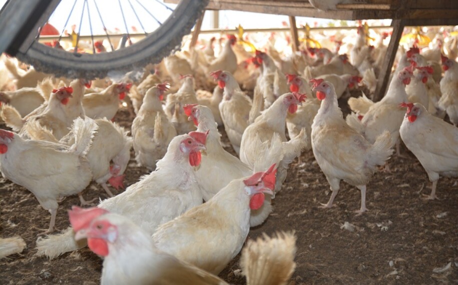 Gripe aviária confirma 36º caso em aves silvestres