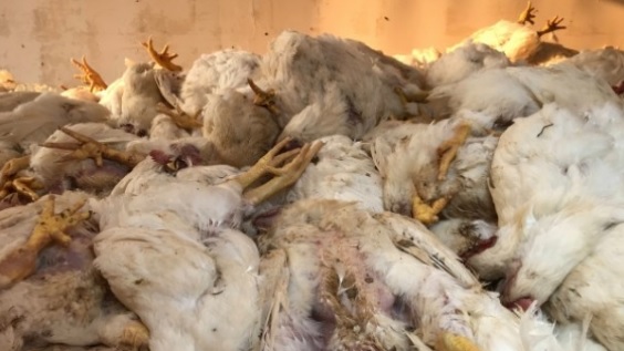 Falta de energia em Morrinhos resulta em morte de mais de 120 mil aves em granja