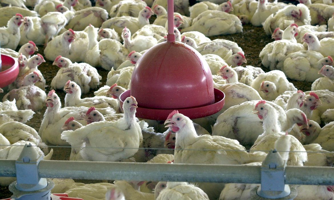 Gripe aviária: OMS confirma primeira morte pela doença no mundo