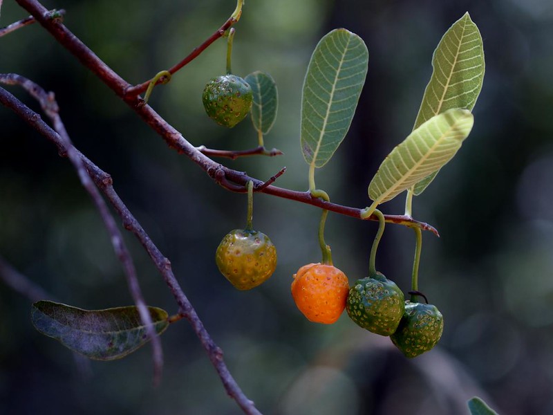 Fruta do Cerrado é utilizada em pesquisa da UFG para tratamento de vitiligo