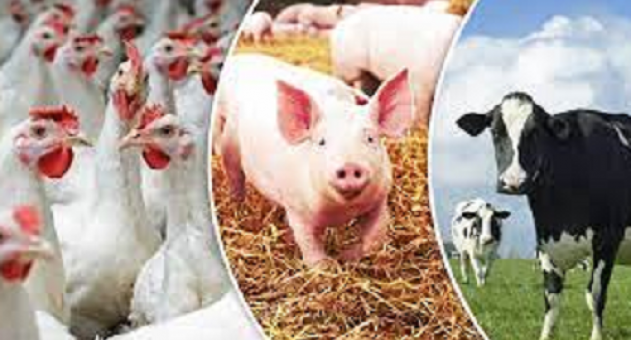 Goiás bate recordes e fica em terceiro lugar no ranking de abate de bovinos