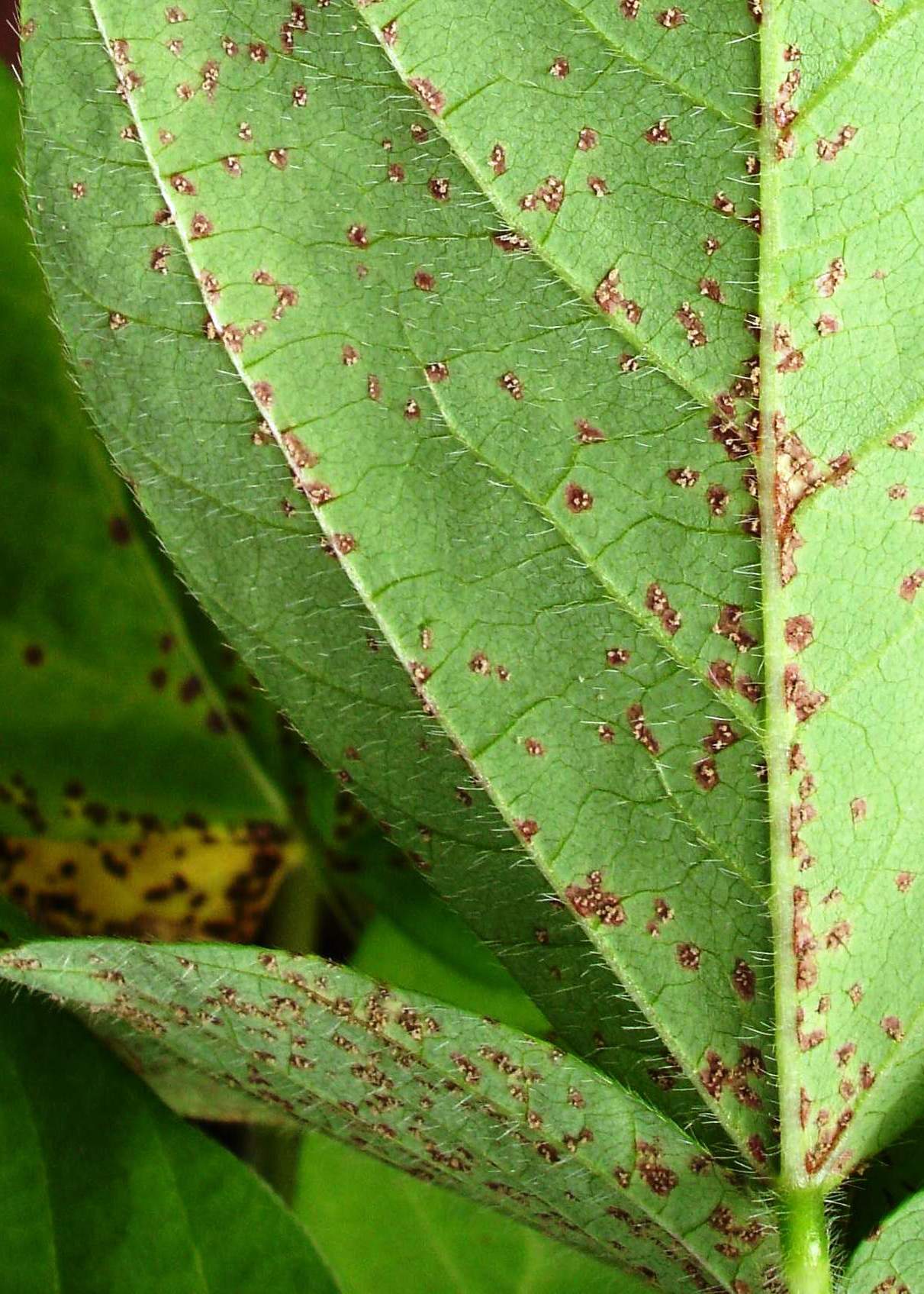 Rio Verde identifica 1º foco de Ferrugem Asiática de Goiás na safra de soja 21/22