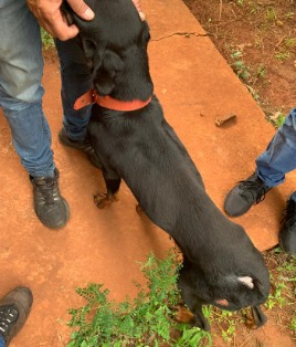 Homem é preso em flagrante por maus-tratos à cachorro