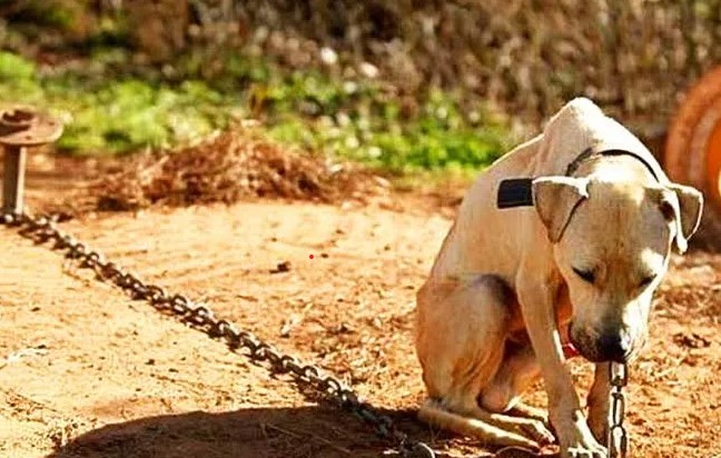 Casal é autuado em flagrante por maus tratos a animal em Rio Verde