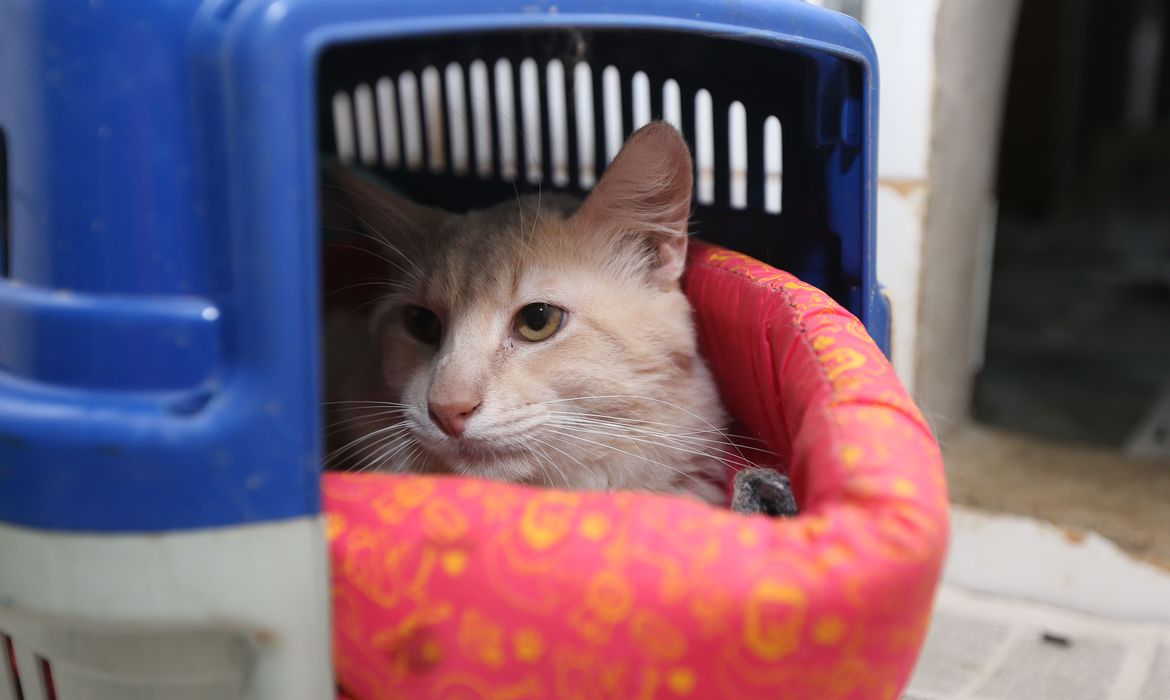 Ministério do Meio Ambiente promove seminário sobre combate a maus-tratos de cães e gatos