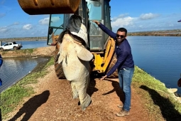 Peixe de quase 200 quilos é encontrado em fazenda de produção de camarão do RN