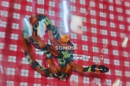 Cobra-coral é encontrada por morador no Residencial Canaã