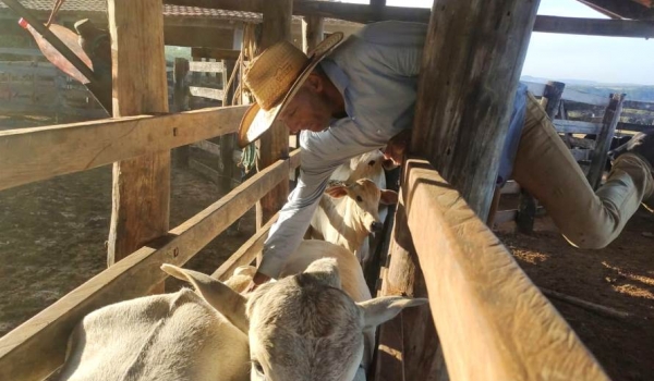 Agência Goiana de Defesa Agropecuária divulga resultado da campanha de vacinação contra febre aftosa