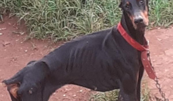 Cachorro vítima de maus-tratos é resgatado pela Polícia Civil de Rio Verde